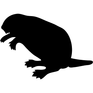 Beaver Beaver