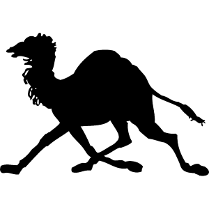Camel Camel