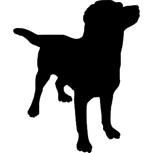 Dog Dog