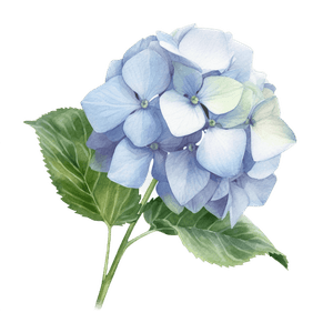 Flower 11 Flower 11