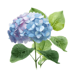 Flower 12 Flower 12