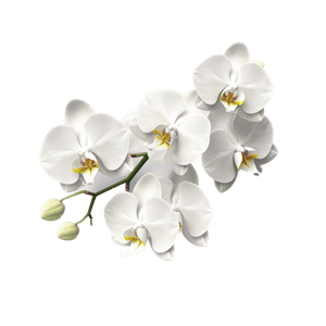 Flower 23 Flower 23