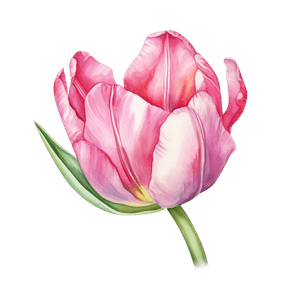 Flower 24 Flower 24