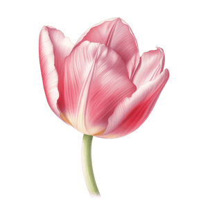 Flower 25 Flower 25