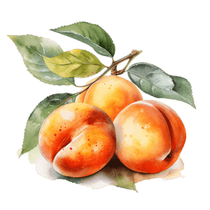 Fruit 12 Fruit 12