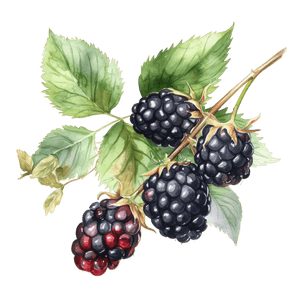 Fruit 14 Fruit 14