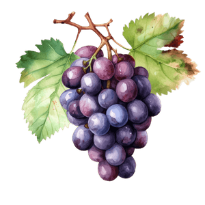 Fruit 6 Fruit 6