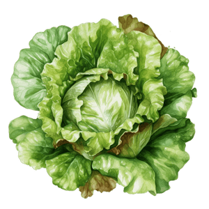 Veggie 16 Veggie 16