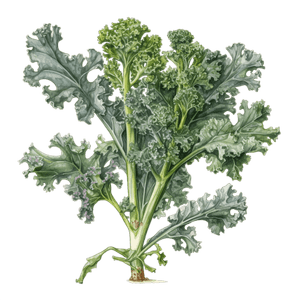 Veggie 22 Veggie 22