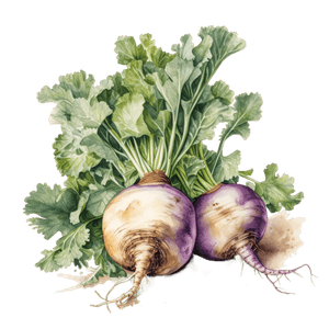 Veggie 24 Veggie 24