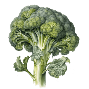 Veggie 4 Veggie 4